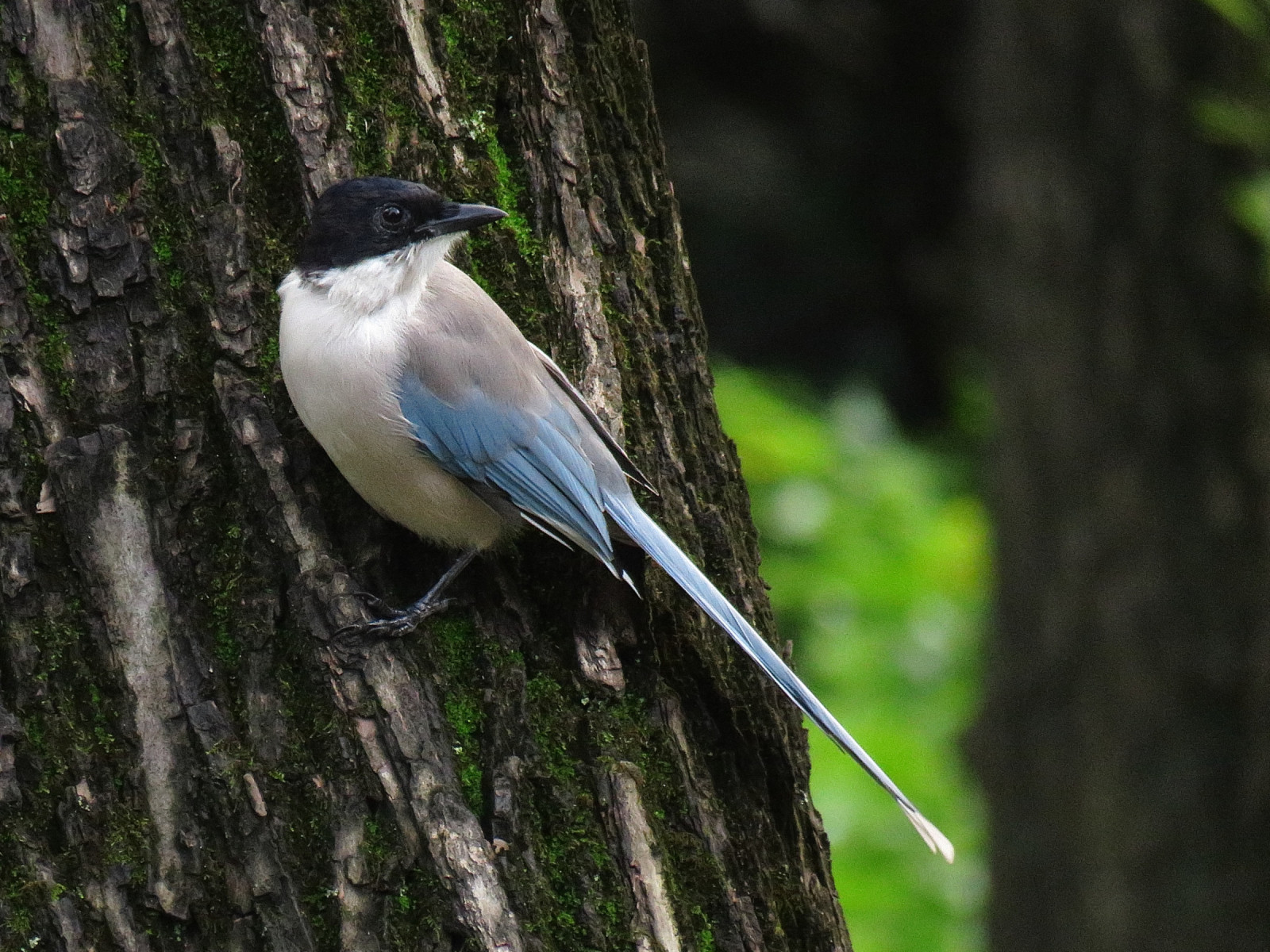 image Azure-winged Magpie